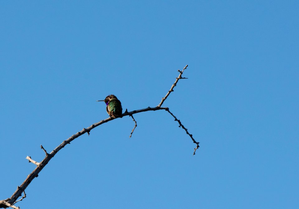 Costa's Hummingbird