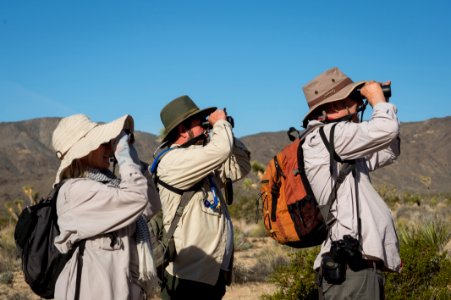Looking for Birds
