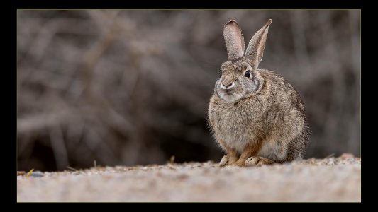 Desert Cottontail