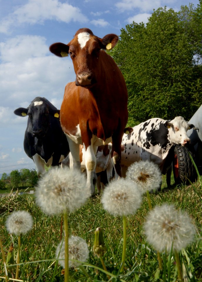 Vaches