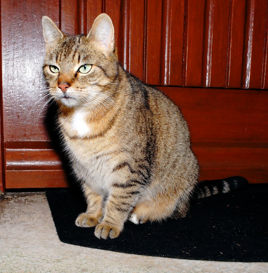 Portrait pet graceful