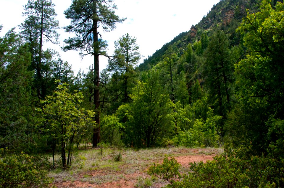 Little L.O. Trail No. 6