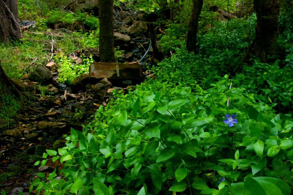 Little L.O. Trail No. 6