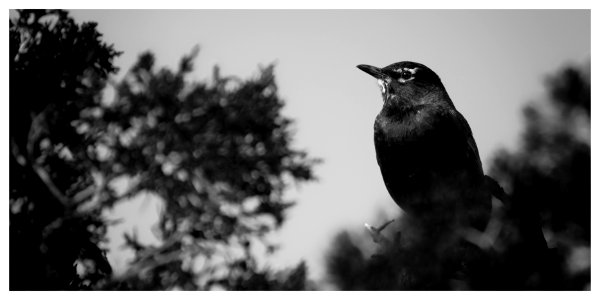 Turdus Migratorius