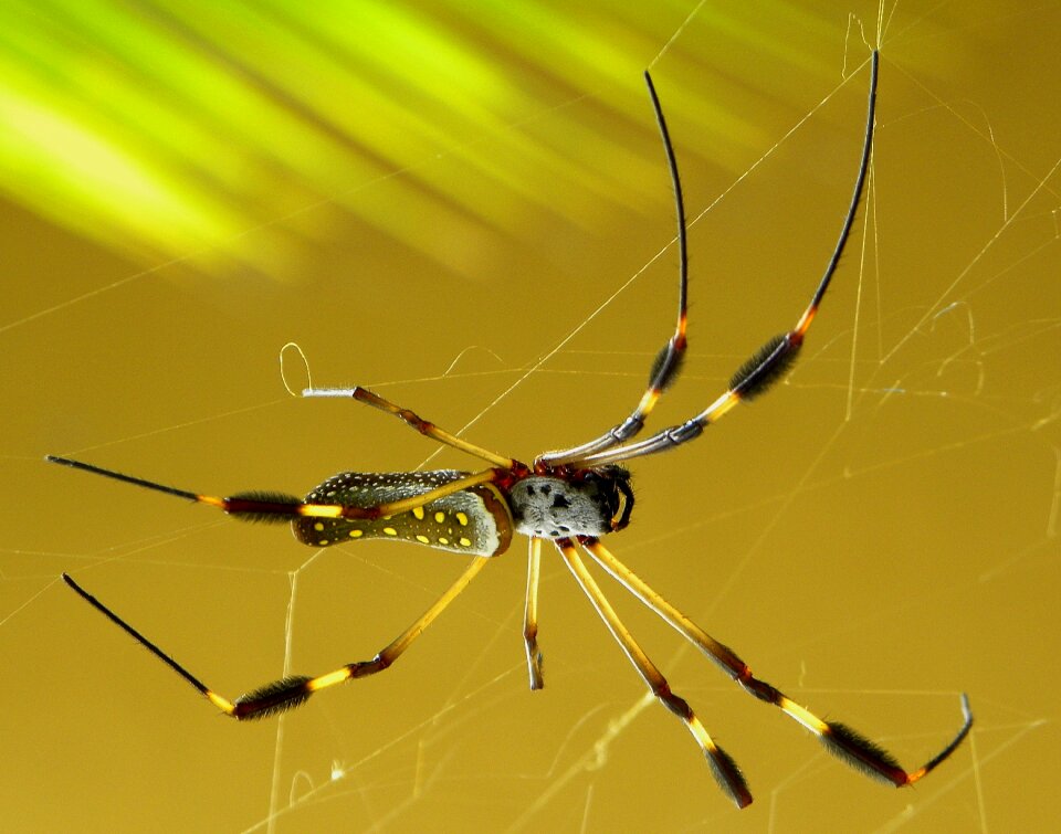 Nephila clavipes costa rica