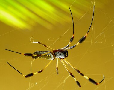 Nephila clavipes costa rica