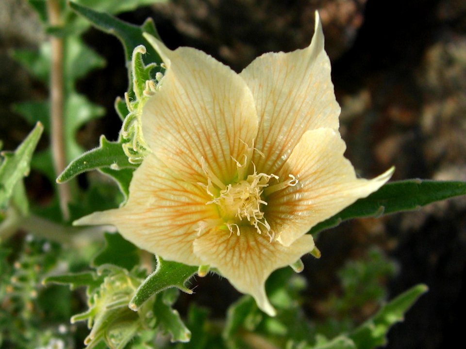 Sand blazing star (Mentzelia involucrata); Old Dale Mining District