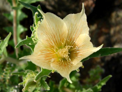 Sand blazing star (Mentzelia involucrata); Old Dale Mining District photo