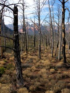 Brins Mesa Trail photo