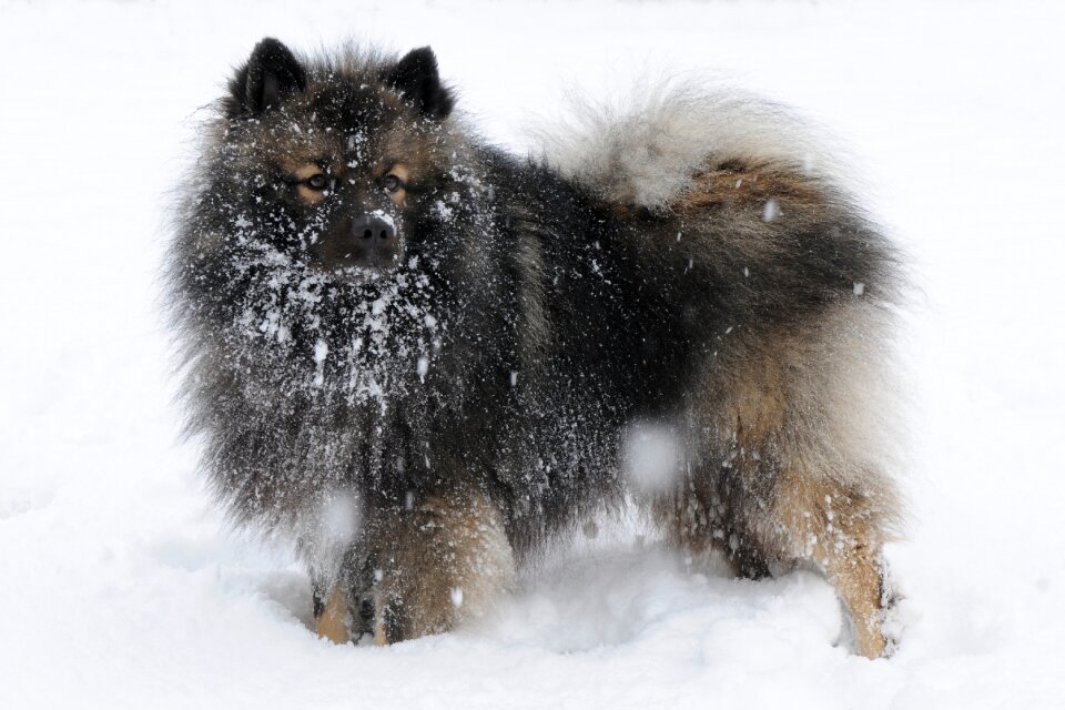 Dog snow winter