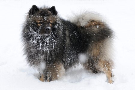 Dog snow winter photo