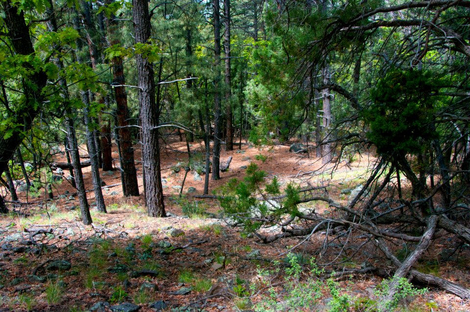 Dorsey Trail No. 7