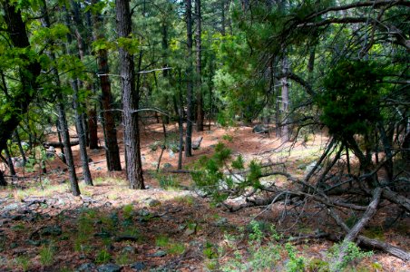 Dorsey Trail No. 7