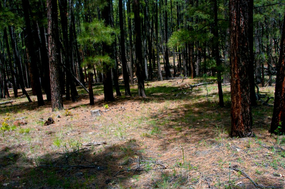 Dorsey Trail No. 7