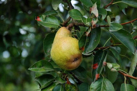 Fruits nature healthy