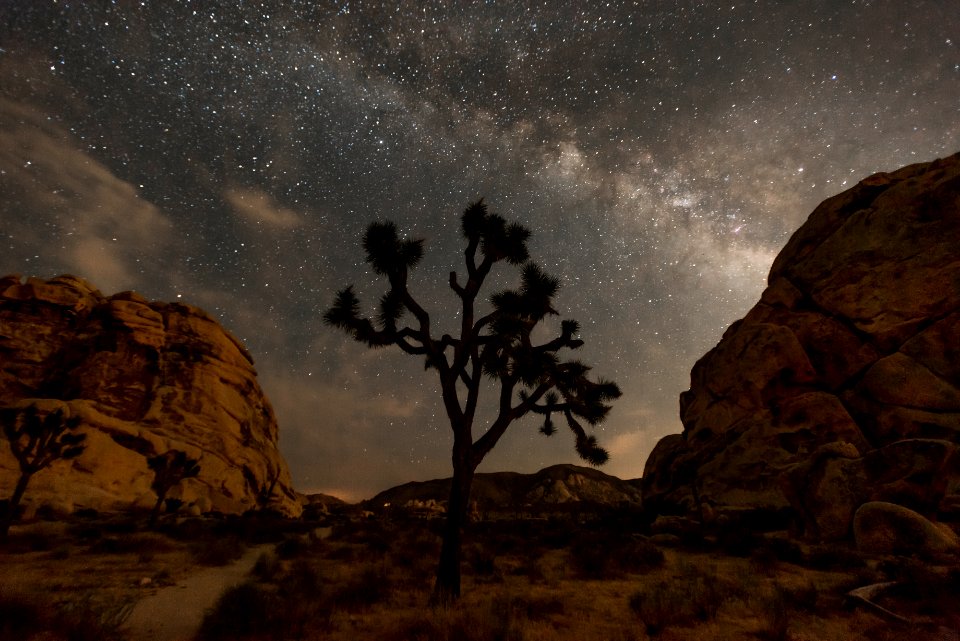 Night sky of Joshua Tree National Park