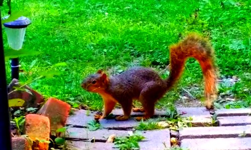 squirrel,eichhörnchen,waldtier