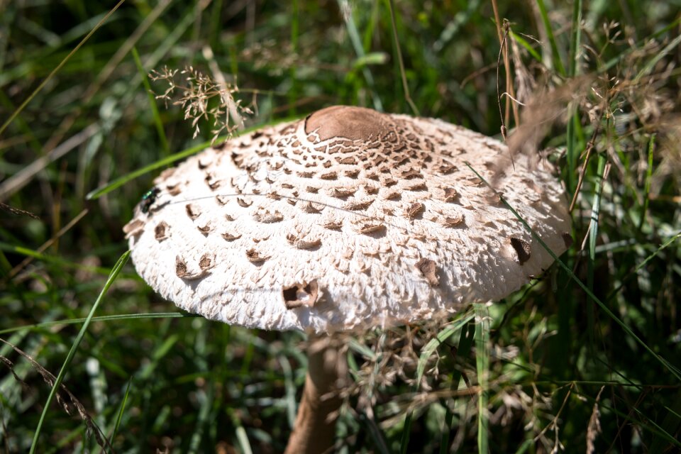 Schirmling meadow edible photo