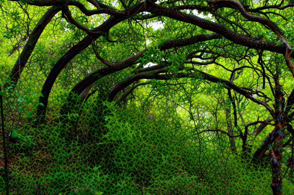 Google Deep Dream: The Grove