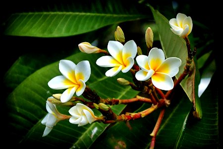 Yellow Plumeria photo