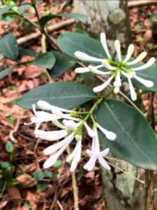 Rudgea jasminoides