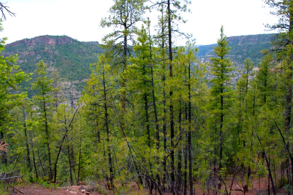Kelsey Trail No. 3