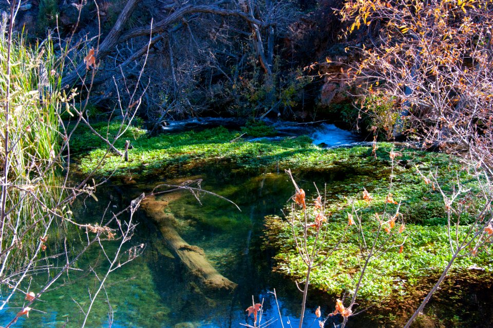 Fossil Springs Wilderness: Springs Area