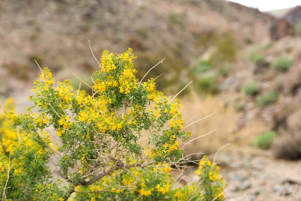 Bladderpod (Peritoma arborea) blooming in Wilson Canyon; February 2017