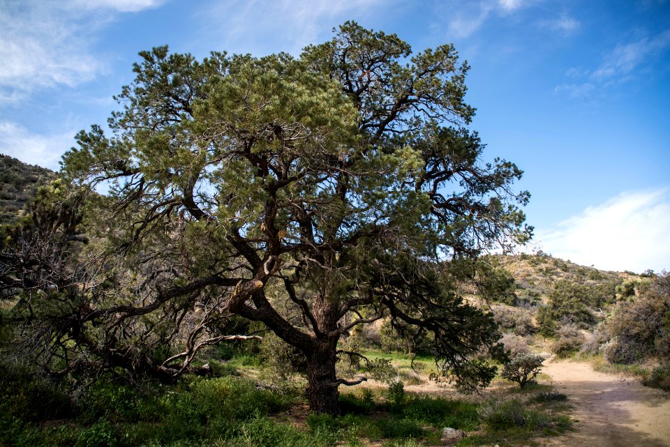 Pinyon pines at Black Rock