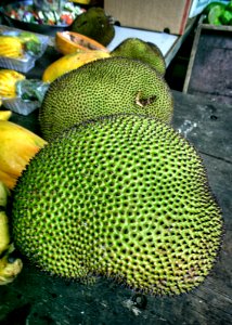 Jacquier / Jackfruit