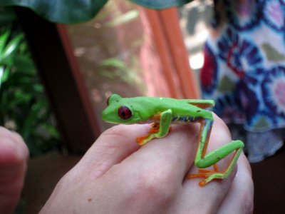 Maroon Eyed Leaf Frog