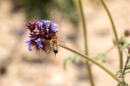 Bee on Chia