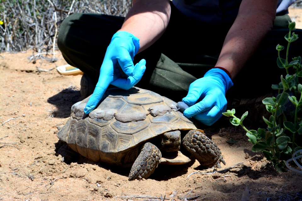 Tortoise Monitoring and Research