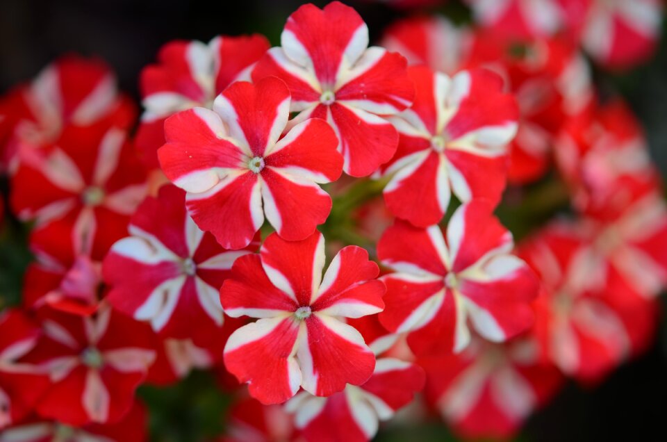 Natural summer plant