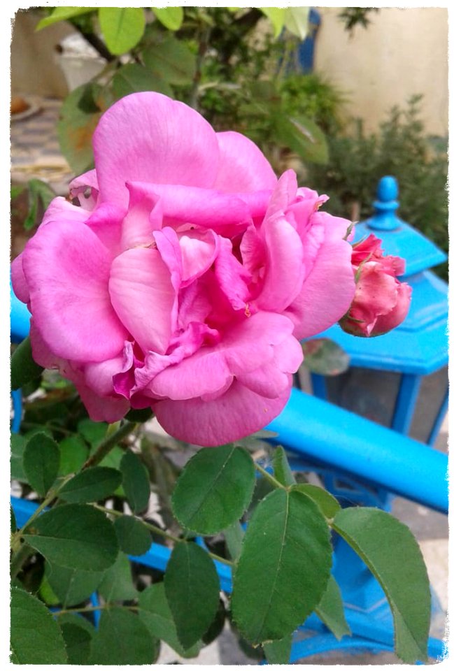 Rose