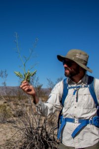 Volunteer Sahara Mustard plant pulling (4.4.15)
