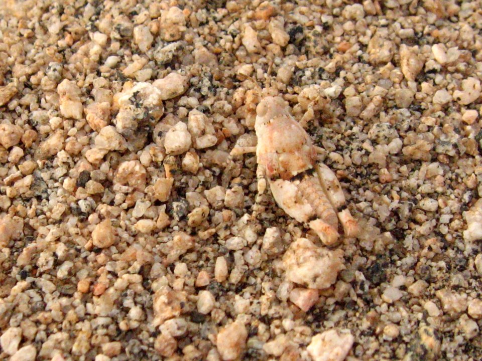 Banded wing grasshopper (Arphia sp.) in Quail Wash