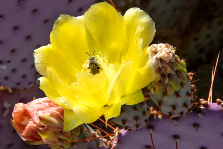 Bee Pollinating Dollarjoint Prickly Pear; Opuntia chlorotica