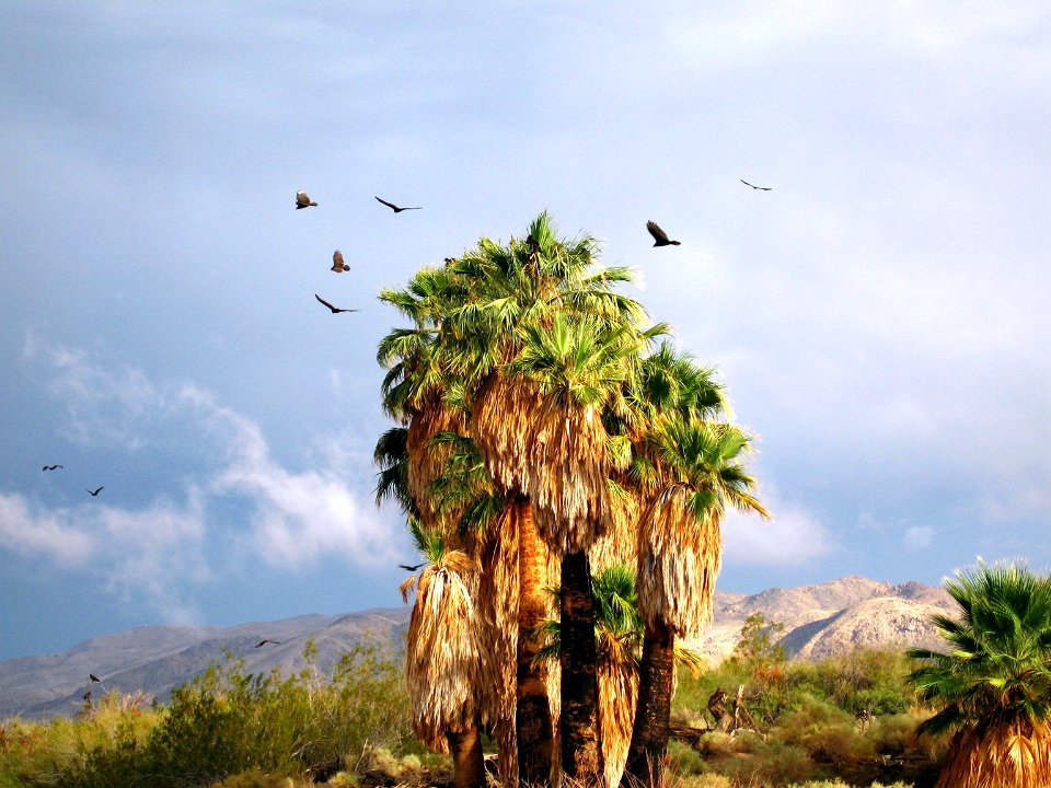 Turkey vultures (Cathartes aura) at the Oasis of Mara