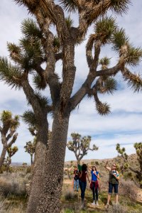 2017 Student Summit on Climate Change - Joshua tree Monitoring Project - Students count the branches of a Joshua tree photo