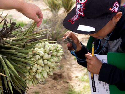 Studying Joshua Tree Bloom