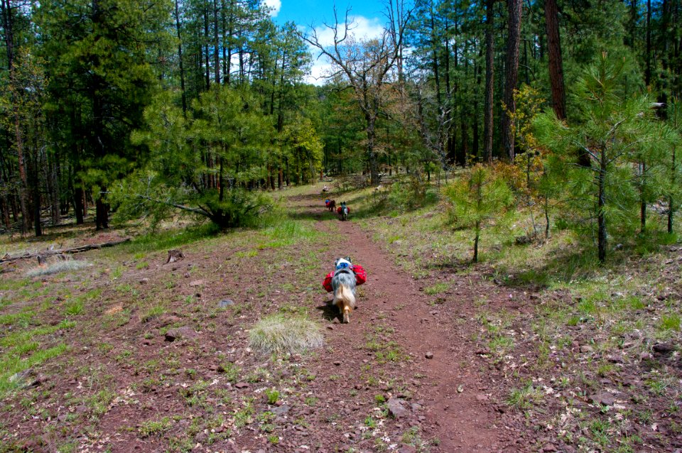 Dorsey Trail No. 7
