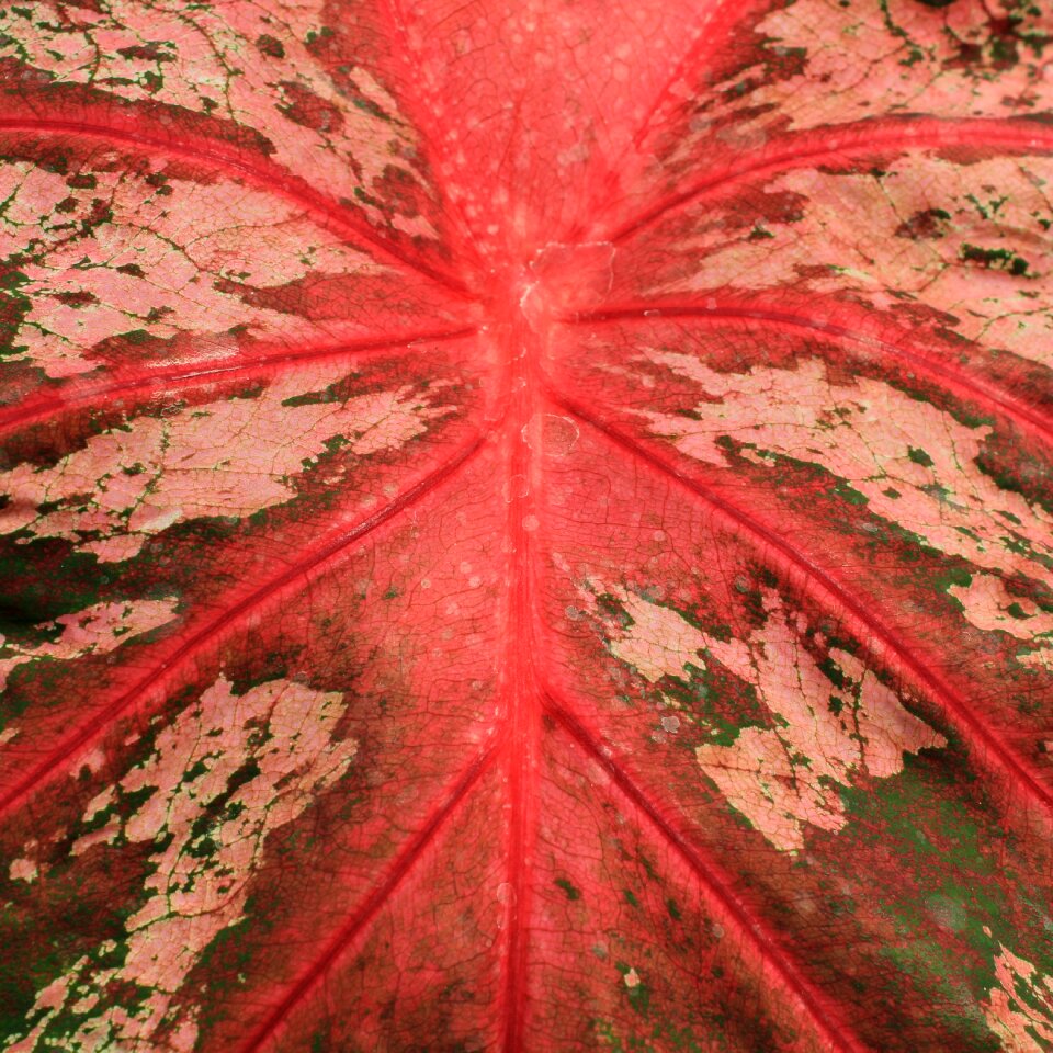 Nature green pattern