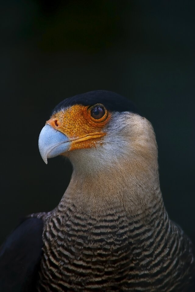 Fauna bird peak