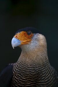 Fauna bird peak