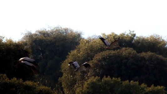 Esteparias ZEPA alto Guadiato