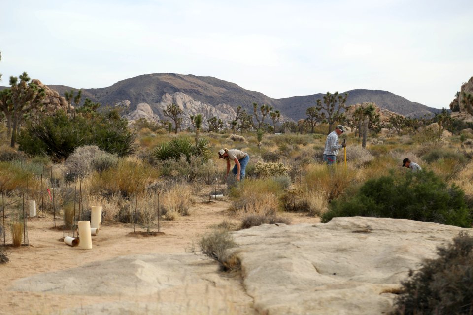 Staff work in a restoration area near Hemingway Buttress