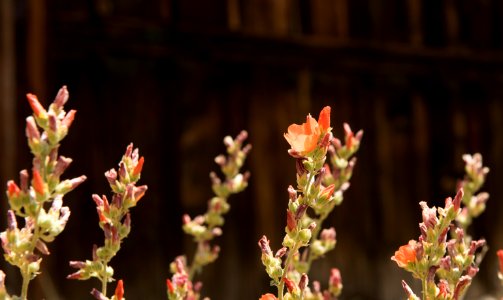 Desert Globemallow