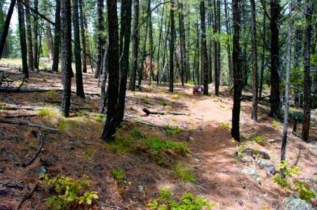 Little L.O. Trail No. 6