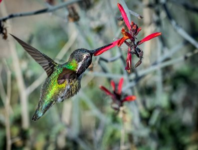 Hummingbird drinking nectar photo